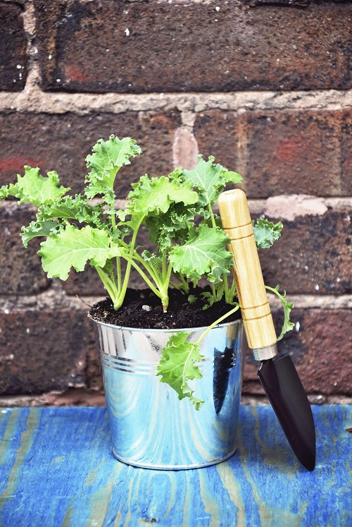 How to Grow Kale on Your Patio or Balcony