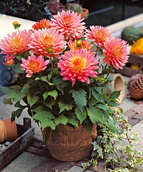 Growing Dwarf Dahlias in Containers