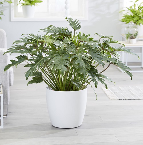 How to Grow and Care for Philodendron Xanadu