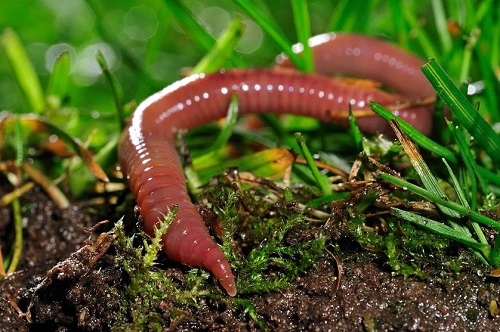 Types of Worms in Potted Plants