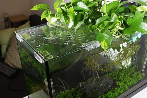 Can Money Plant Grow in an Aquarium? 2