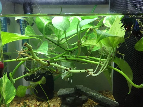 Can Money Plant Grow in an Aquarium?