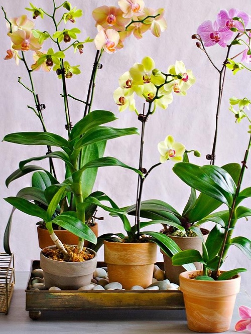 How to Create Humidity for Orchids