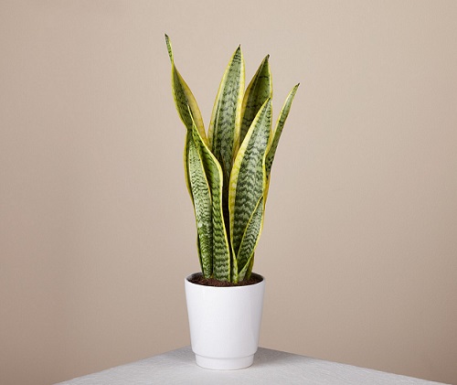Ultimate Guide to Grow Snake Plant 