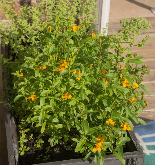 Traggon plant in balcony Garden