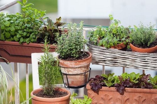 Best Balcony Garden Herbs 1