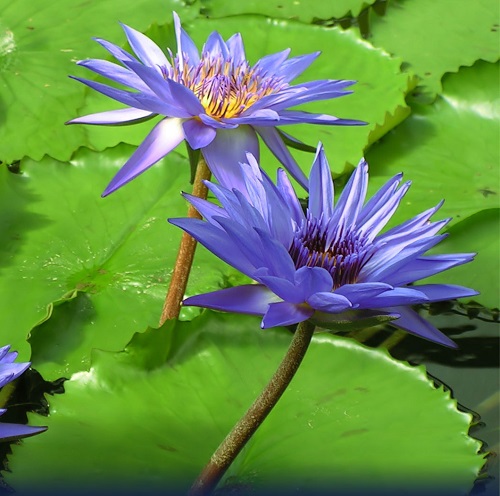 Blue Flowering Plants 9