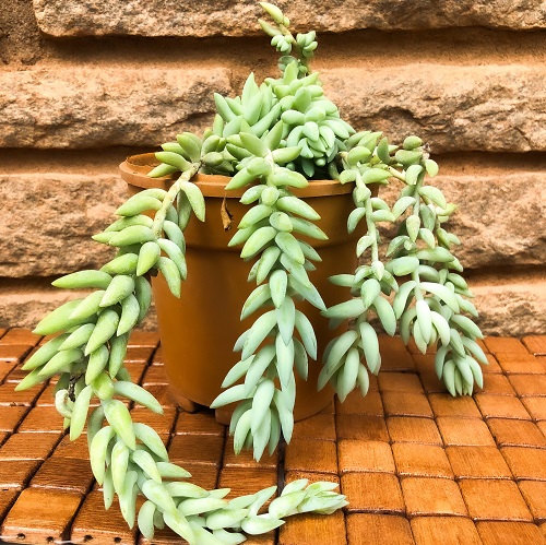 Indoor Succulents that Like Shade