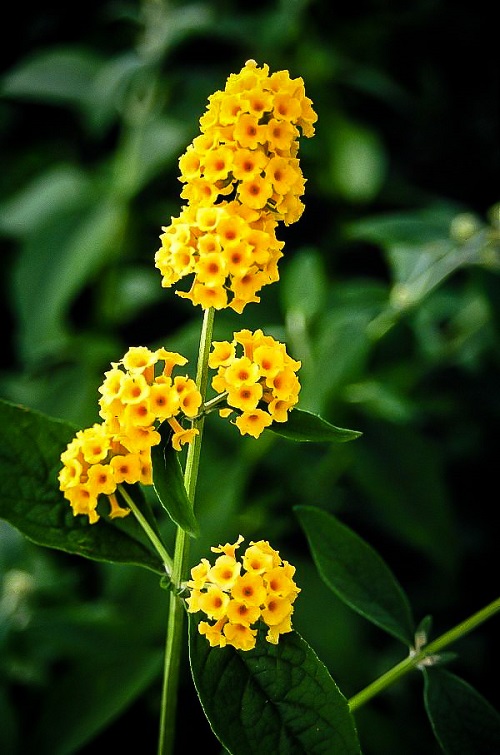 Best Yellow Flowers 4