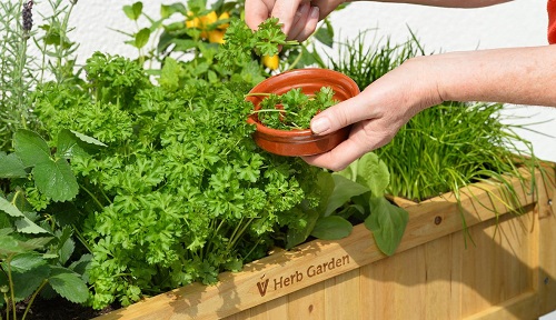 How to Start a Balcony Herb Garden 2