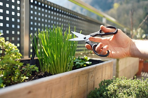 Chives cutting in blacony garden 