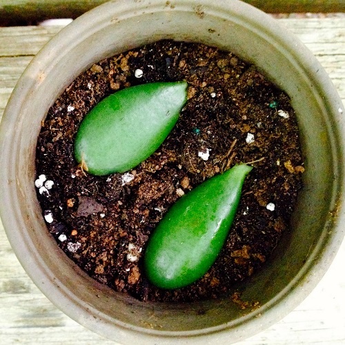 How to Grow Jade Plant from Cuttings 2