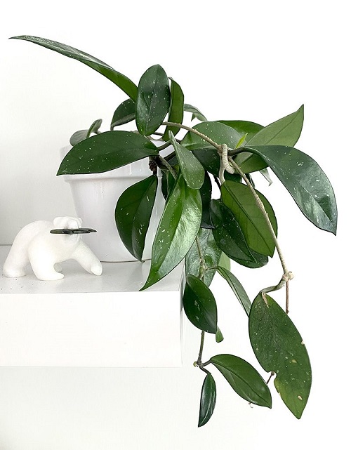 Indoor Plants that Smell Good 5