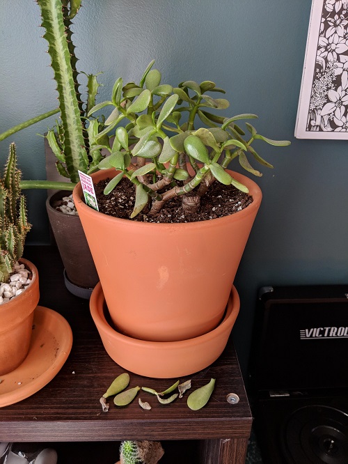 Jade Plant Leaves Falling Off? 