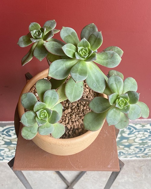 Indoor Succulents that Like Shade 6