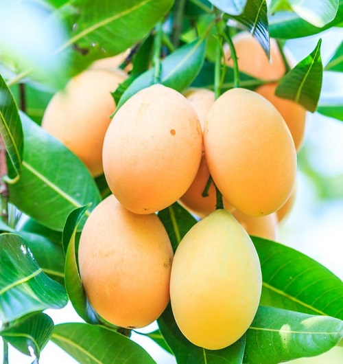 Is Mango a Citrus Fruit 