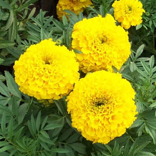 Best Yellow Flowers 6