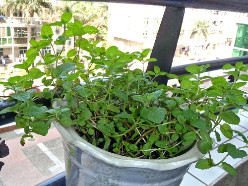 Best Balcony Garden Herbs 2