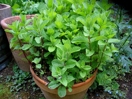 Insects Repellent Plants 3