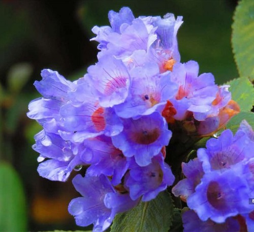 Blue Flowering Plants 11