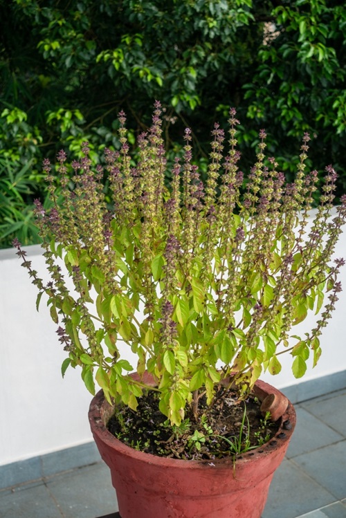tulsi plant in balcony 1