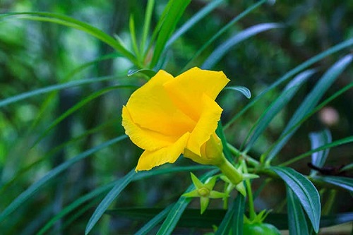 Best Yellow Flowers 