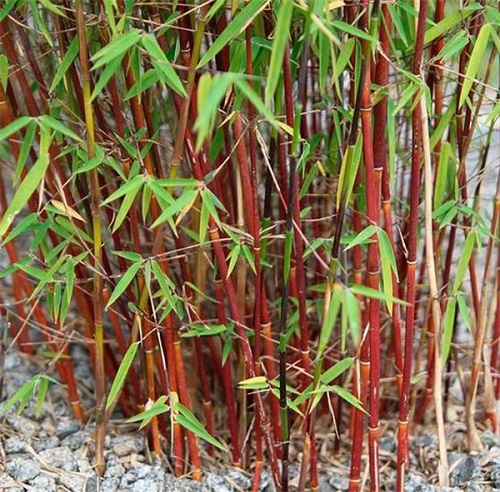Red Bamboo Plant 2