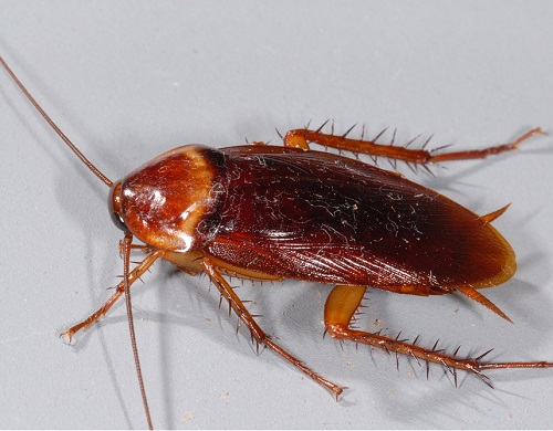 Natural Ways to Get Rid of Roaches