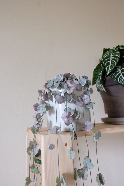 Indoor Succulents that Like Shade 8