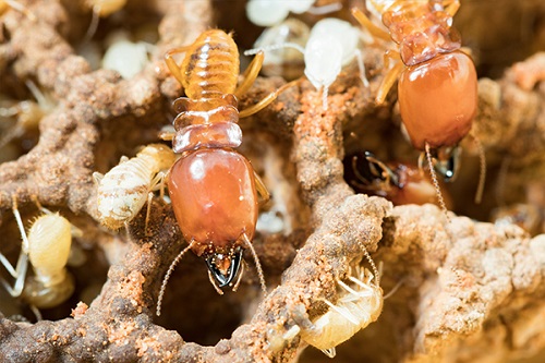 Best Termite Repellent Plants