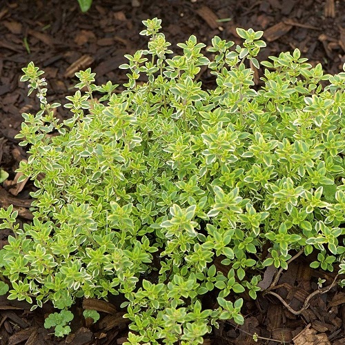 Best Herbs to Plant in Summer 5