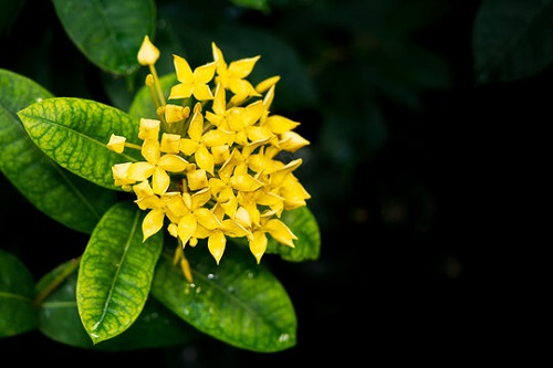 Best Yellow Flowers 5