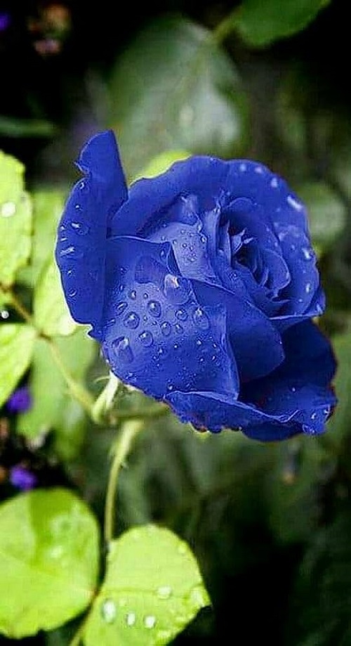 Blue Flowering Plants 8