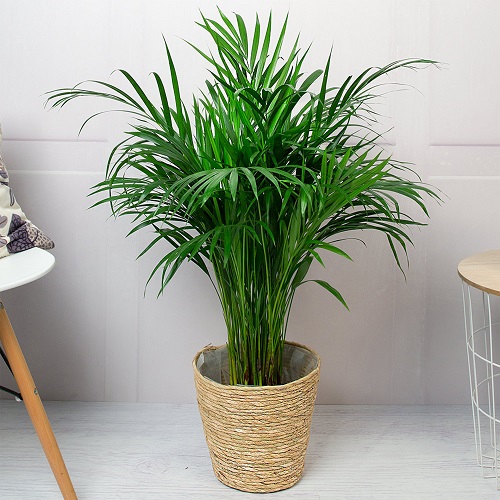 Indoor Plants that Clean the Air and Remove Toxins