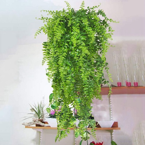 Indoor Plants that Clean the Air and Remove Toxins 2