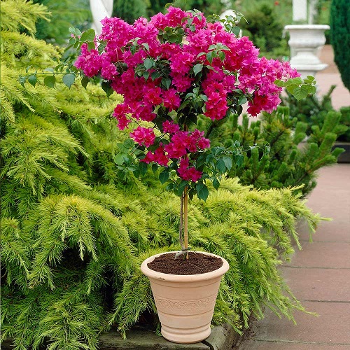How to Grow Bougainvillea in Pots 2