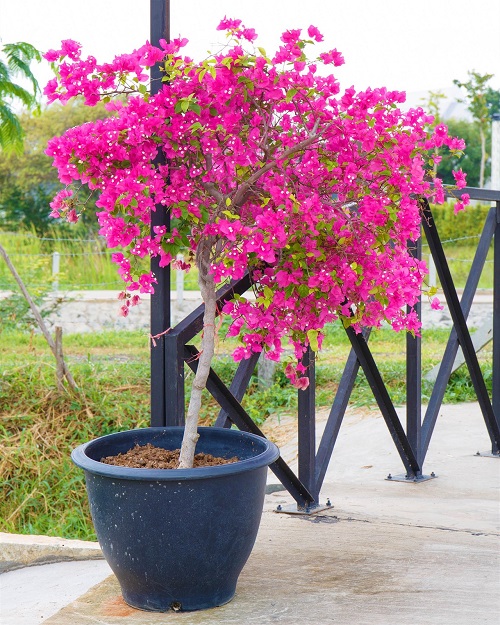 How to Grow Bougainvillea in Pots