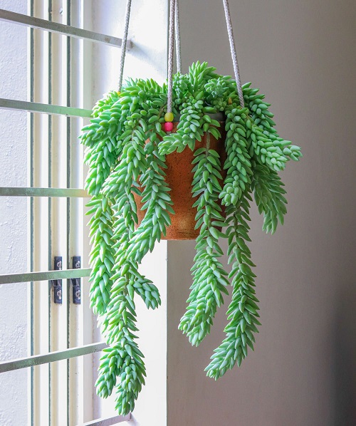 Best Hanging Succulents in India 3