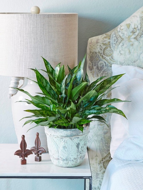  Best Plants for Bedroom Oxygen 7
