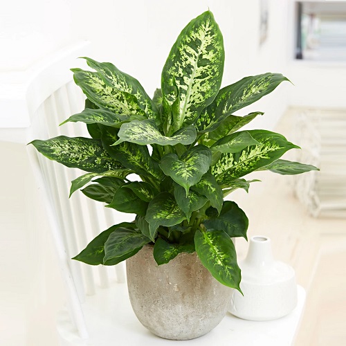 Indoor Plants that Clean the Air and Remove Toxins 7