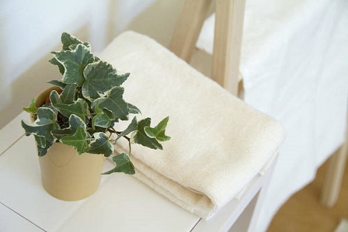 Indoor Plants that Clean the Air and Remove Toxins 4