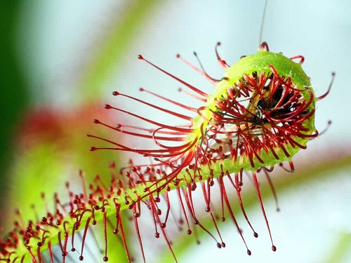 Why Insectivorous Plants Trap Insects 3