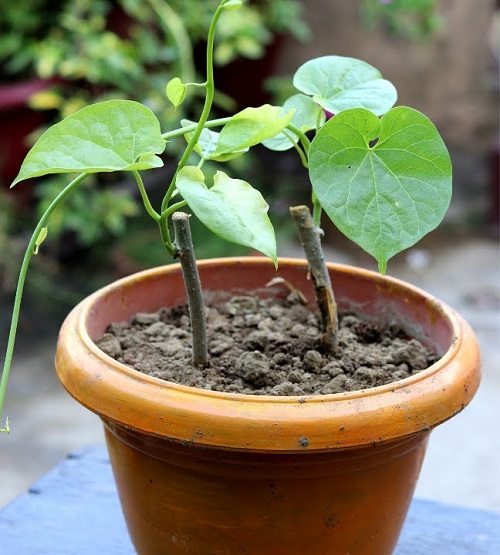 How to Grow Giloy Plant at Home