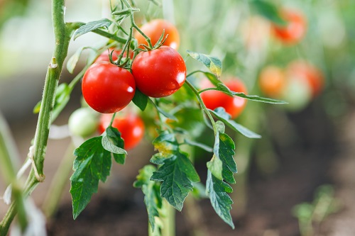 How to Grow Productive Tomato Plants