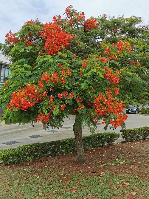 Ira Of Art - Gulmohar flowers Royal Poinciana or scientific name Delonix  Regia and commonly called Gulmohar in India are flower bearing trees native  to Madagascar; Gulmohar flowers are fondly called as