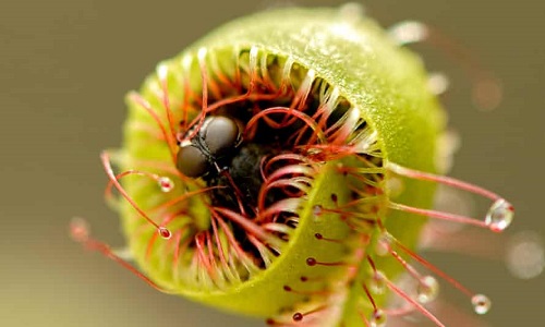 Why Insectivorous Plants Trap Insects 