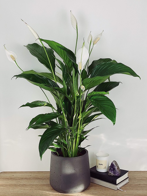 Indoor Plants that Clean the Air and Remove Toxins 3