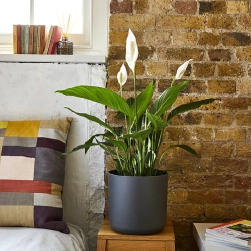  Best Plants for Bedroom Oxygen 2