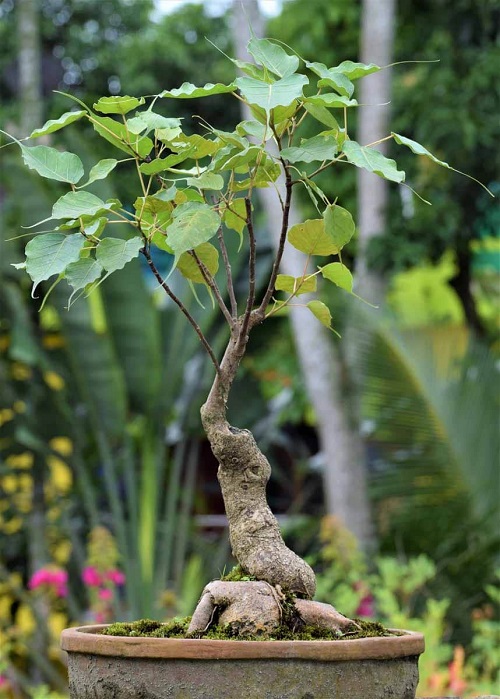 How to Grow Peepal Tree Bonsai 2