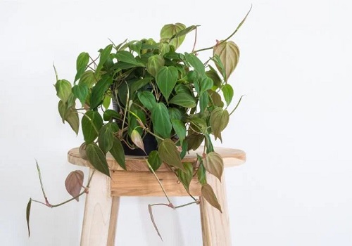 Indoor Plants that Clean the Air and Remove Toxins 6